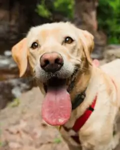 Odmor s ljubimcima u Hrvatskoj